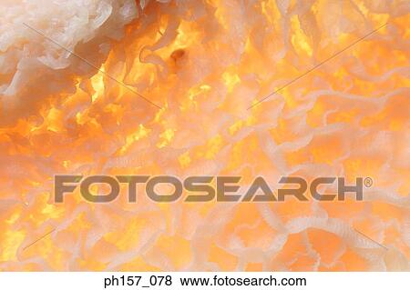 Tripe, close-up View Large Photo Image Stock Photo - Tripe, close-up. Fotosearch