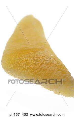 Tripe View Large Photo Image Stock Image - Tripe. Fotosearch