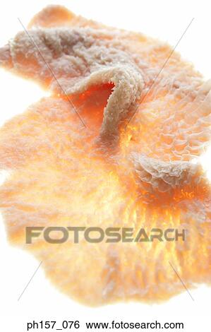 Stock Photograph - Tripe. Fotosearch