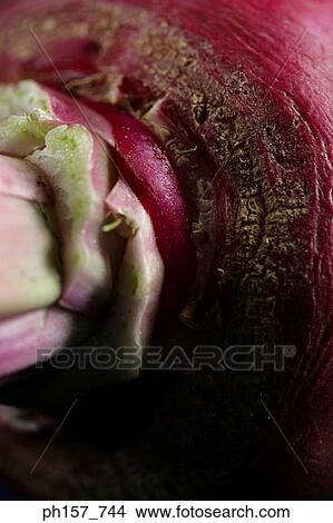 Turnip, close-up View Large Photo Image Picture - Turnip, close-up. Fotosearch