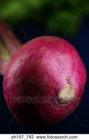 Turnip, close-up View Large Photo Image Stock Image - Turnip, close-up. Fotosearch