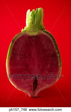 Stock Photo - Turnip, cross section. Fotosearch