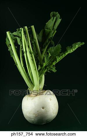 Turnip View Large Photo Image Picture - Turnip. Fotosearch