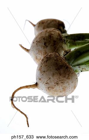 Turnip View Large Photo Image Stock Image - Turnip. Fotosearch