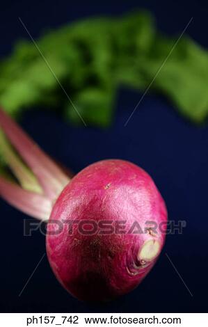 Turnip View Large Photo Image Stock Image - Turnip. Fotosearch