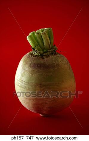 Turnip View Large Photo Image Stock Photo - Turnip. Fotosearch
