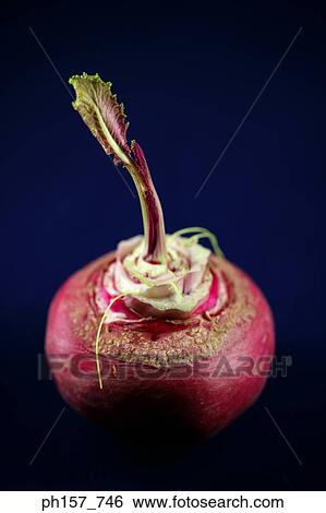 Turnip View Large Photo Image Stock Photograph - Turnip. Fotosearch