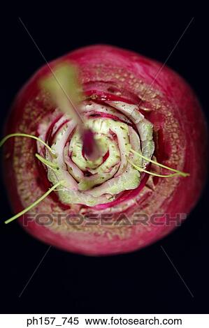 Turnip, top view View Large Photo Image Stock Photography - Turnip, top view. Fotosearch