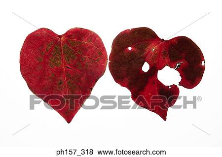 Two dry leaves View Large Photo Image Stock Photo - Two dry leaves. Fotosearch
