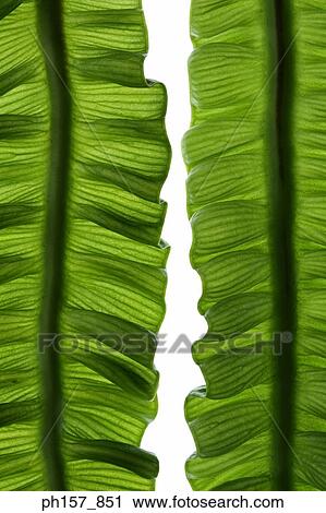 Two fern leaves. close-up View Large Photo Image Stock Image - Two fern leaves. close-up. Fotosearch
