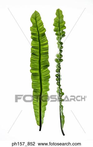 Two fern leaves View Large Photo Image Stock Image - Two fern leaves. Fotosearch