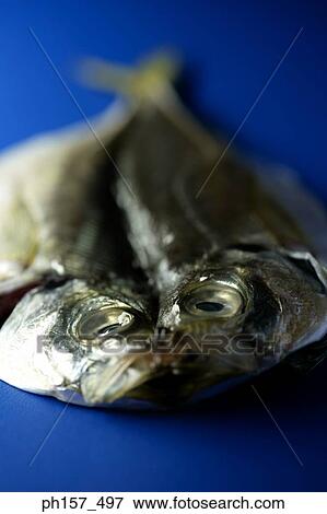 Two fish on a blue background View Large Photo Image Stock Photo - Two fish on a blue background. Fotosearch