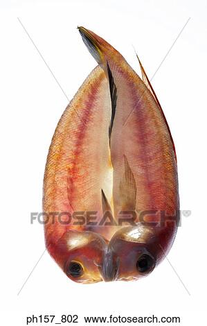 Two fish View Large Photo Image Stock Image - Two fish. Fotosearch