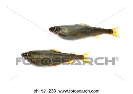 Two fish View Large Photo Image Stock Photo - Two fish. Fotosearch