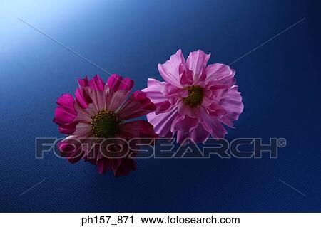 Two flowers View Large Photo Image Stock Image - Two flowers. Fotosearch