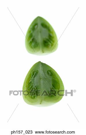 Two green tomatoes, quartered View Large Photo Image Stock Image - Two green tomatoes, quartered. Fotosearch