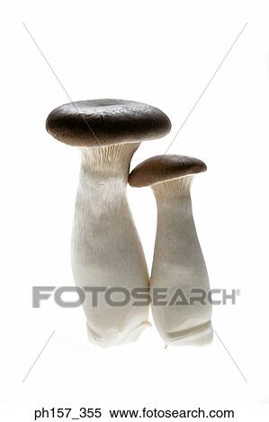 Two mushrooms View Large Photo Image Stock Photography - Two mushrooms. Fotosearch