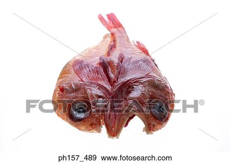 Stock Photo - Two red fish. Fotosearch