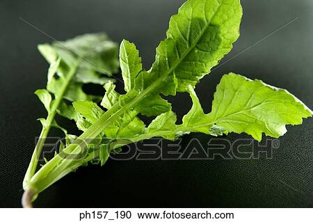 Vegetable View Large Photo Image Stock Image - Vegetable. Fotosearch