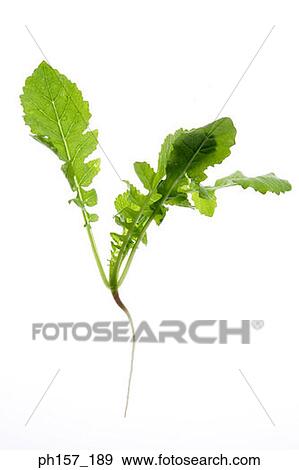 Vegetable View Large Photo Image Stock Photo - Vegetable. Fotosearch