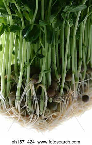 Vegetables View Large Photo Image Picture - Vegetables. Fotosearch