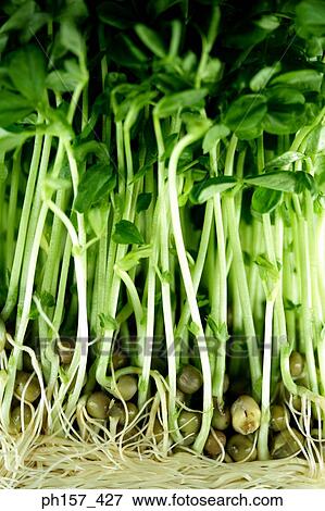 Vegetables View Large Photo Image Stock Photo - Vegetables. Fotosearch