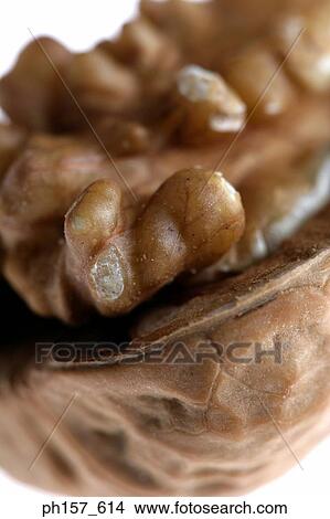 Walnut, close-up View Large Photo Image Picture - Walnut, close-up. Fotosearch