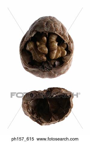 Walnut View Large Photo Image Stock Photography - Walnut. Fotosearch