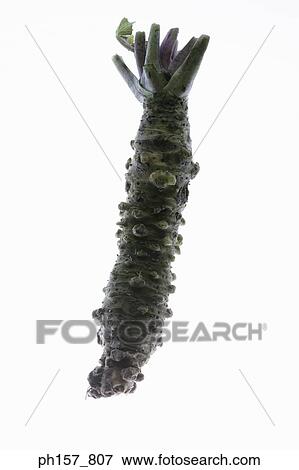 Stock Photo - Wasabi root with tough, brownish-green skin,. Fotosearch