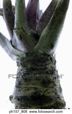 Stock Photo - Wasabi root with tough, brownish-green skin,. Fotosearch