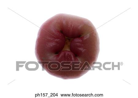 Picture - Water Apple. Fotosearch