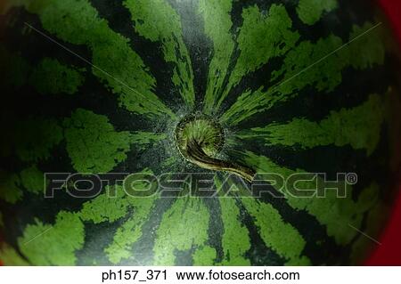 Water melon, top view View Large Photo Image Stock Image - Water melon, top view. Fotosearch