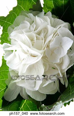 White Hydrangea, close-up View Large Photo Image Stock Image - White Hydrangea, close-up. Fotosearch