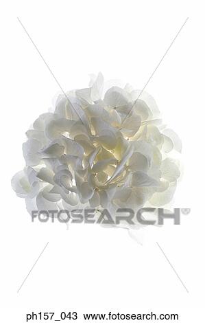 White Hydrangea, close-up View Large Photo Image Stock Image - White Hydrangea, close-up. Fotosearch