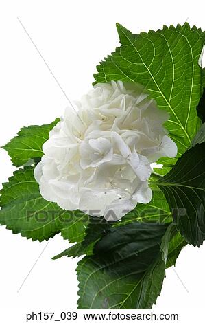 White Hydrangea View Large Photo Image Stock Photo - White Hydrangea. Fotosearch