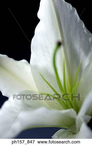 Stock Photo - White lily, close-up. Fotosearch