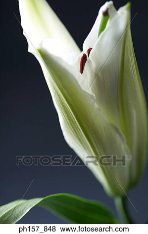 Stock Photo - White lily, close-up. Fotosearch