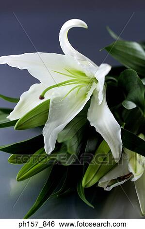White lily View Large Photo Image Stock Photograph - White lily. Fotosearch