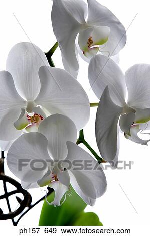 White orchid View Large Photo Image Stock Photo - White orchid. Fotosearch