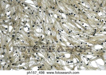 Whitebait View Large Photo Image Stock Photo - Whitebait. Fotosearch