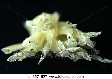 Whitebait View Large Photo Image Stock Photo - Whitebait. Fotosearch