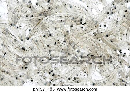 Whitebait View Large Photo Image Stock Photography - Whitebait. Fotosearch