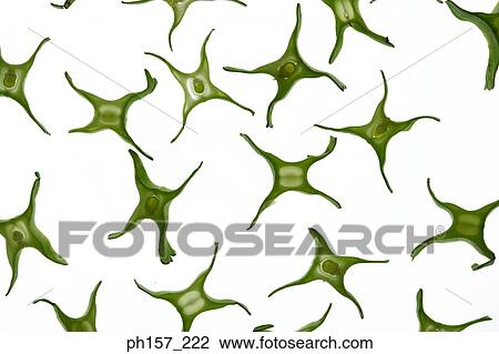 Stock Image - Wing beans, cross-section. Fotosearch