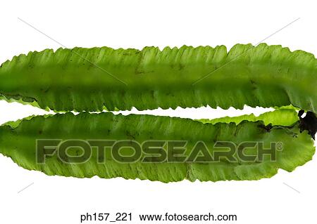 Stock Image - Wing beans. Fotosearch