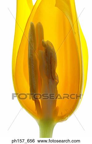 Yellow tulip, cross section View Large Photo Image Stock Photograph - Yellow tulip, cross section. Fotosearch