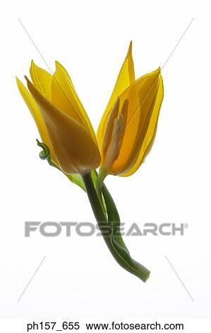 Yellow tulip View Large Photo Image Stock Photography - Yellow tulip. Fotosearch