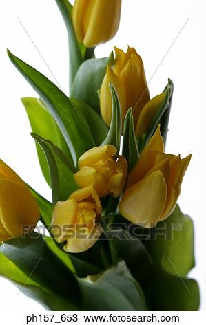 Stock Image - Yellow tulips. Fotosearch