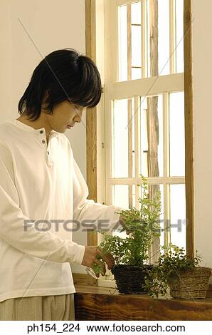 Young man watering a potted plant View Large Photo Image Picture - Young man watering a potted plant. Fotosearch