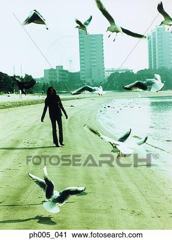 Woman walking on beach, seagulls flying, silhouette View Large Photo Image Stock Image - Woman walking on beach, seagulls flying, silhouette. Fotosearch