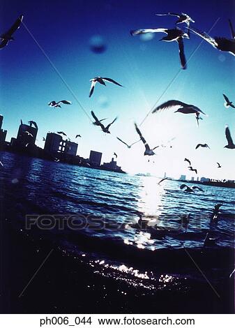 An aerial fisheye lens view of Minato-ku, Tokyo, Japan, Seagulls flying View Large Photo Image Picture - An aerial fisheye lens view of Minato-ku, Tokyo, Japan, Seagulls flying. Fotosearch